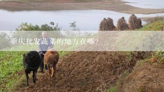 重庆批发蔬菜的地方在哪？