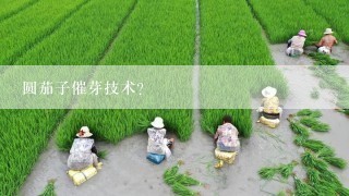 圆茄子催芽技术？