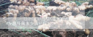 槐耳菌多少钱一斤？