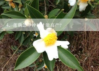 莲藕怎样种植才能高产？