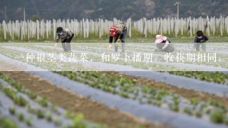 一种根茎类蔬菜，和罗卜播期，收获期相同，无茎，叶子丛生，叶片大如波菜，可做饭或汤。地下根茎多分岔，生的不好吃，做菜饭味道不错，和胡罗卜，白罗卜都不同。我们这的人叫蔓菁，有没有人知道它的学名叫什么？