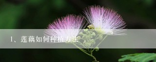 莲藕如何种植方法