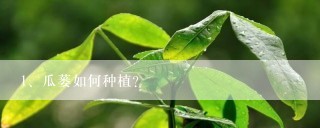 瓜蒌如何种植?