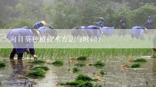 向日葵种植技术方法与时间？