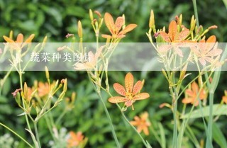 蔬菜种类图片