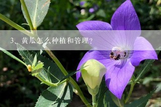 黄瓜怎么种植和管理？