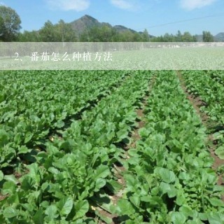 番茄怎么种植方法