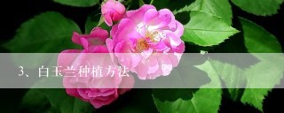 白玉兰种植方法