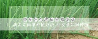 油麦菜简单种植方法 油麦菜如何种植