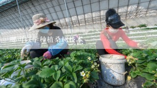 哪可以学种植桑树技术