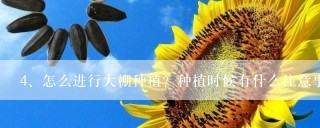 怎么进行大棚种植？种植时候有什么注意事项？