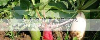 茄子的正确种植方法是什么