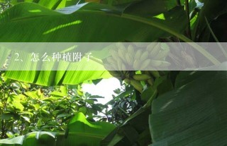 怎么种植附子