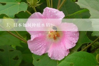 日本如何种植水稻？