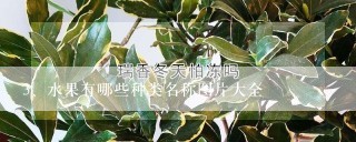 水果有哪些种类名称图片大全