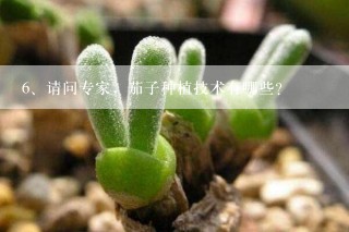 请问专家，茄子种植技术有哪些？