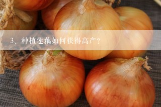 种植莲藕如何获得高产？