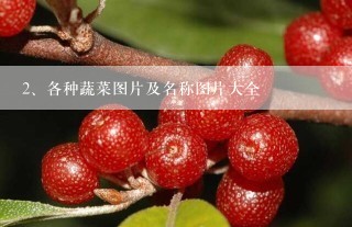 各种蔬菜图片及名称图片大全