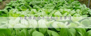 怎么种植食用香菌?