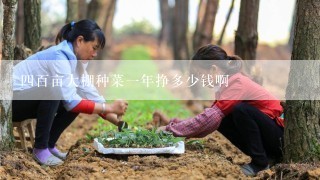 四百亩大棚种菜一年挣多少钱啊