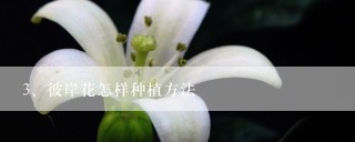 彼岸花怎样种植方法