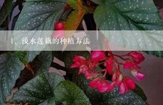 浅水莲藕的种植方法