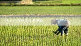 秋土豆的种植技术视频