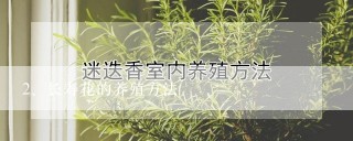 长寿花的养殖方法