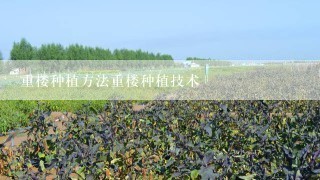 重楼种植方法重楼种植技术