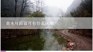 黄木耳跟银耳有什么区别？