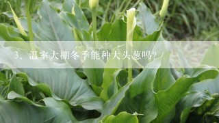 温室大棚冬季能种大头葱吗?