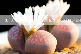 大棚韭菜种植很常见，秋冬怎么种植大棚韭菜？