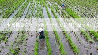 水蜜桃怎么种 水蜜桃种植方法与注意事项