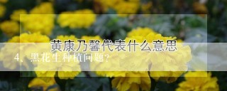 黑花生种植问题?