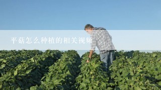 平菇怎么种植的相关视频