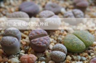 金银花树怎么种植