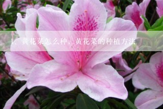 黄花菜怎么种，黄花菜的种植方法