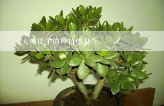 大棚提子的种植信息