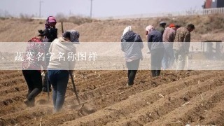 蔬菜名字名称图样