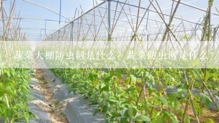 蔬菜大棚防虫网是什么？蔬菜防虫网是什么？