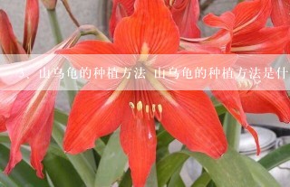 山乌龟的种植方法 山乌龟的种植方法是什么