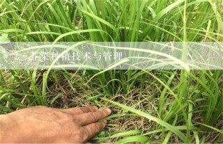 芥菜种植技术与管理