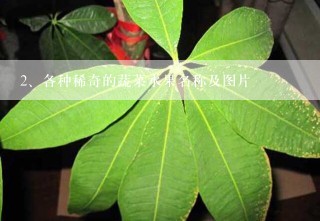 各种稀奇的蔬菜水果名称及图片