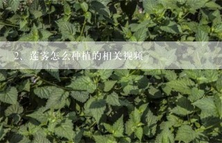 莲雾怎么种植的相关视频