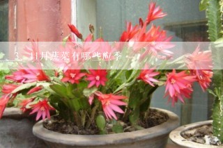 11月蔬菜有哪些应季