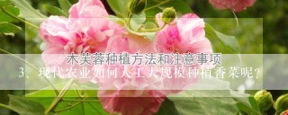 现代农业如何人工大规模种植香菜呢？