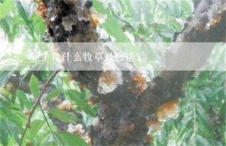 养牛种什么牧草最合适?