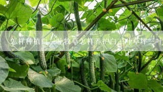 怎样种植白三叶牧草怎样养护白三叶草坪三叶草价