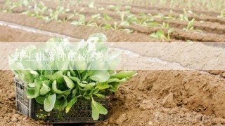 野生甜菜种植技术？