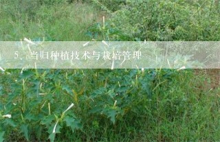 当归种植技术与栽培管理